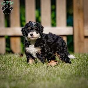 Diesel, Mini Bernedoodle Puppy